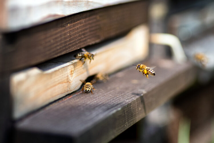 Feeding the Bees